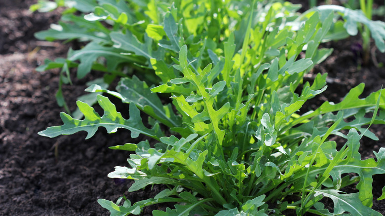 Arugula grows in the garden.