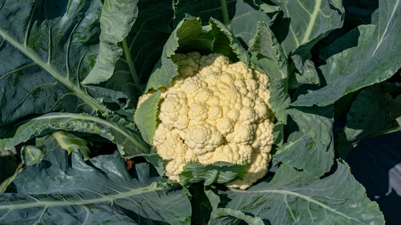 Head of cauliflower grows in the garden.
