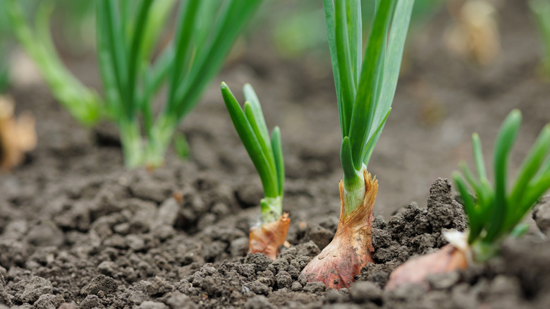 Onion bulbs grow in the soil.