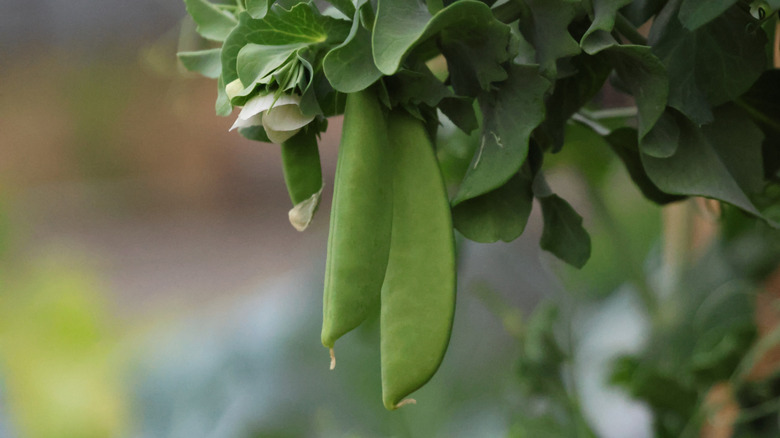 Snow peas grow on a vine.