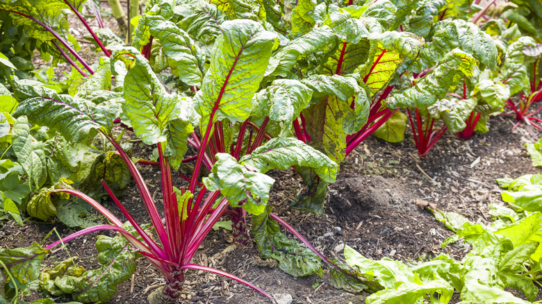 Swiss chard grows in the ground.