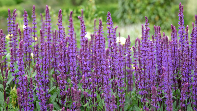 Salvia nemorosa blooms stand closely together.