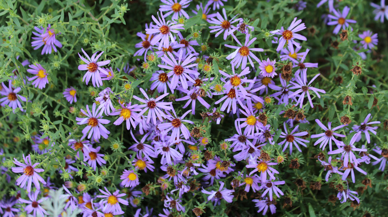 Many light purple aster flowers grow.