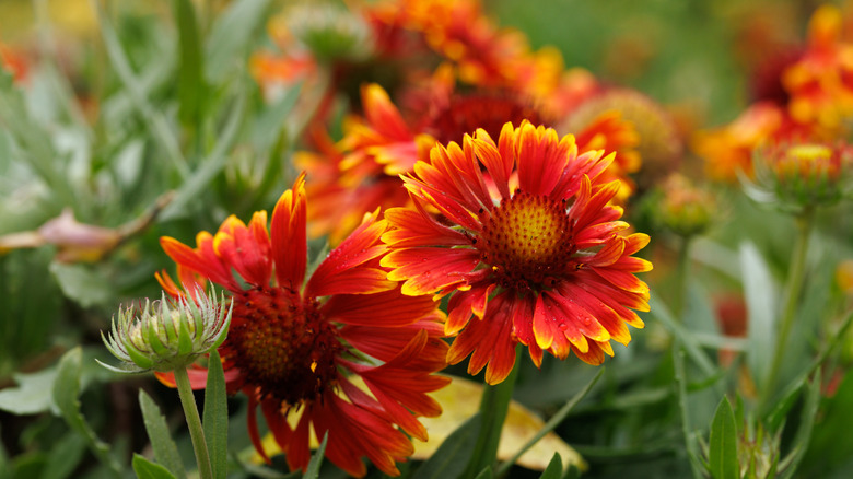 Close up view of two blanket flower blooms.