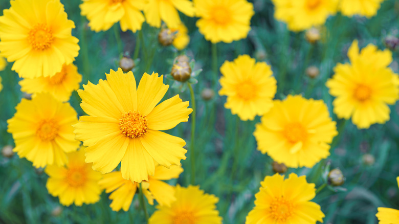 Zoomed in view of many yellow tickseed flowers.