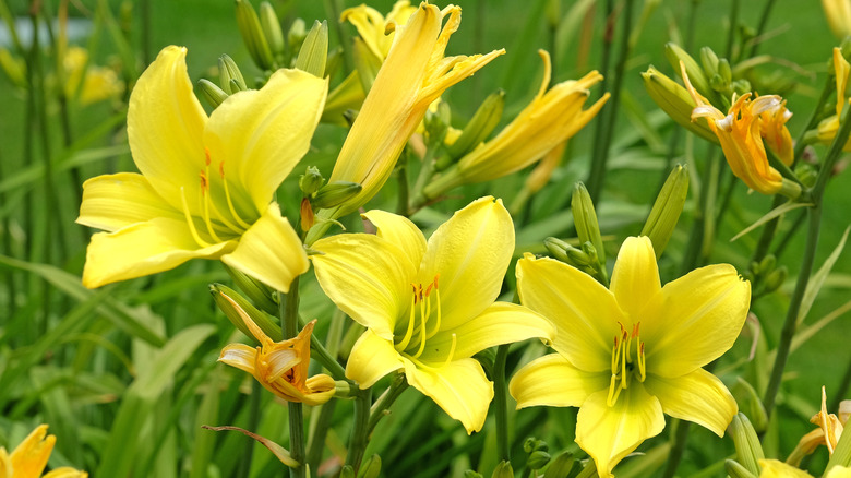 Several yellow daylilies bloom together.