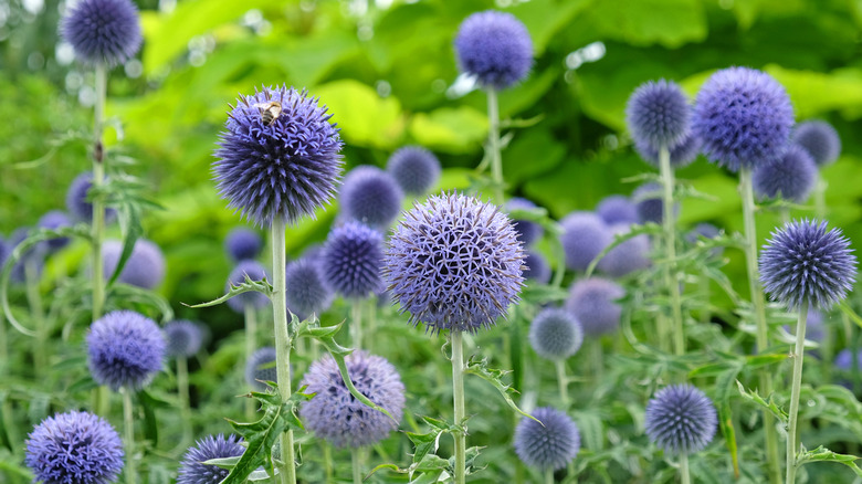 Several globe thistles grow together.