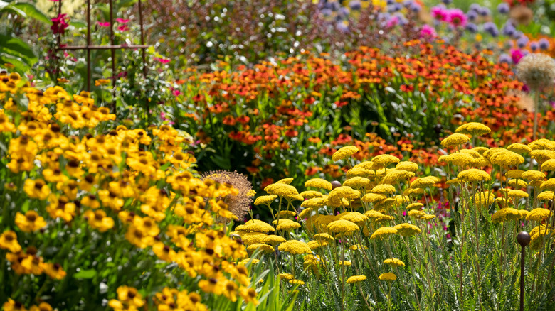 Colorful perennial garden blooms.
