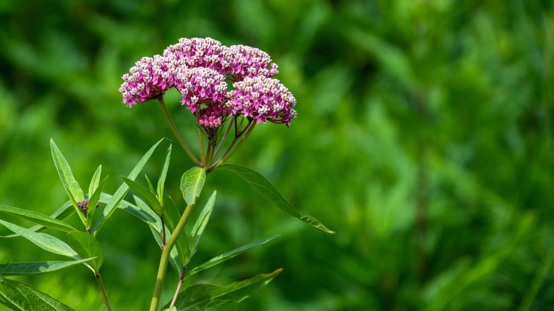 Zoomed in photo of a cluster of Joe Pye weed flowers.