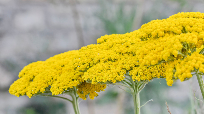 Yellow yarrow blooms in a garden.