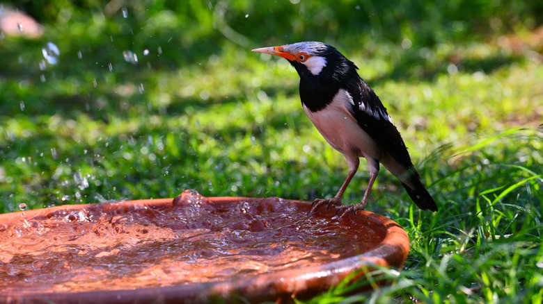 A bird sits on a bird bath sitting on the ground.