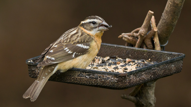 A bird eats seed from an open bird feeder.