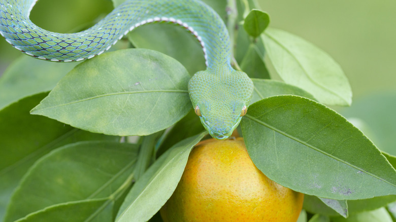 A viper slithers down the branch of a fruit tree.