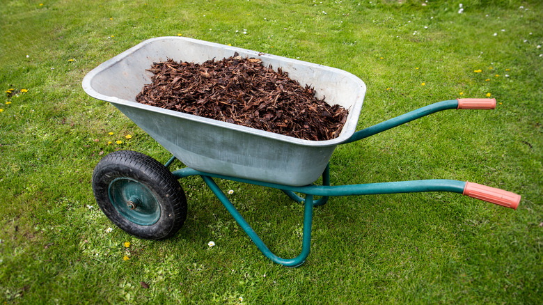 A wheelbarrow filled with mulch sits on the grass.