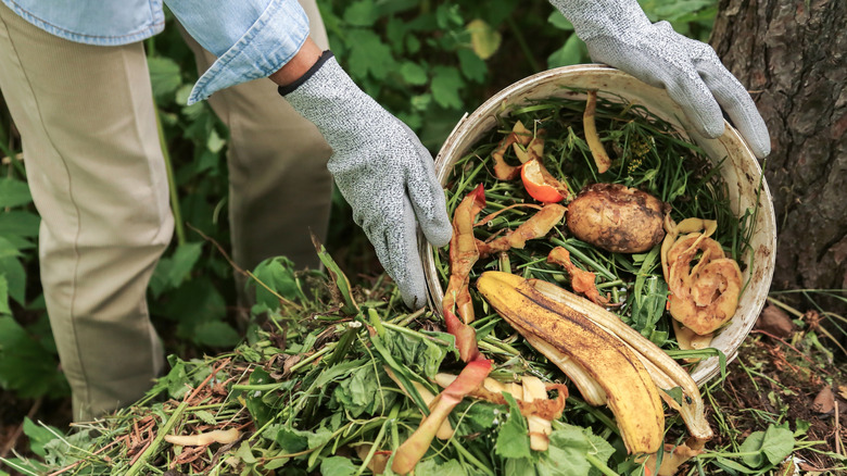 A gardener adds vegetable scraps to a compost heap.
