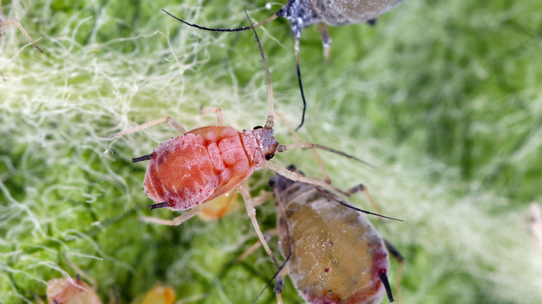 A close up view of an apple aphid.
