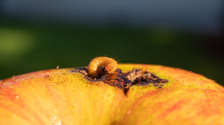 An apple maggot crawls out of an apple.