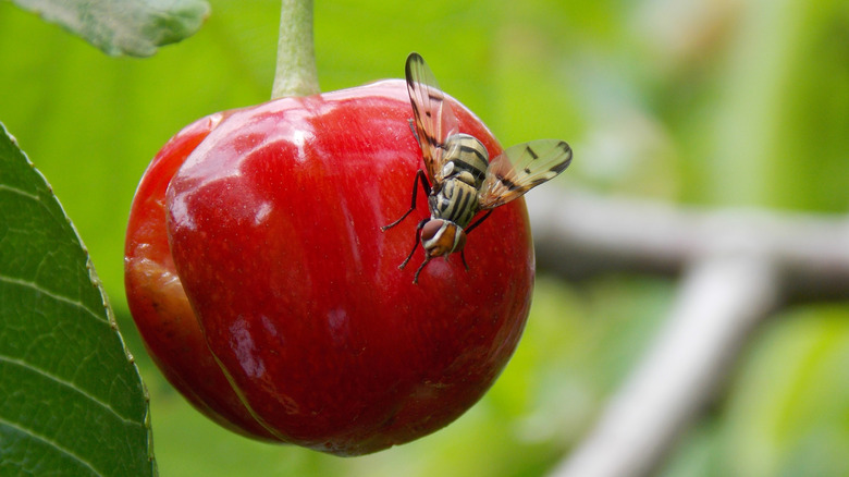 A cherry fruit fly sits on a cherry.