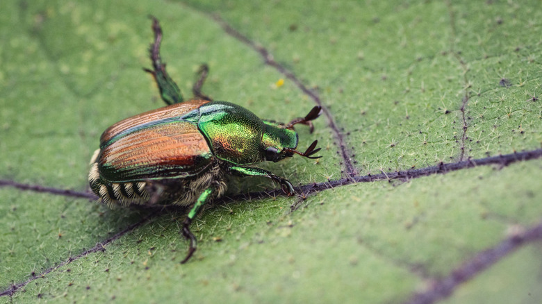 A Japanese beetle walks on a leaf.