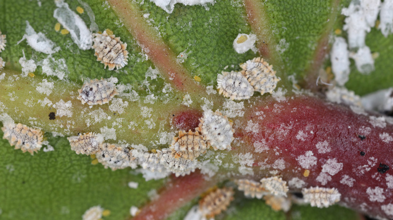 Close up of mealybugs on a leaf.
