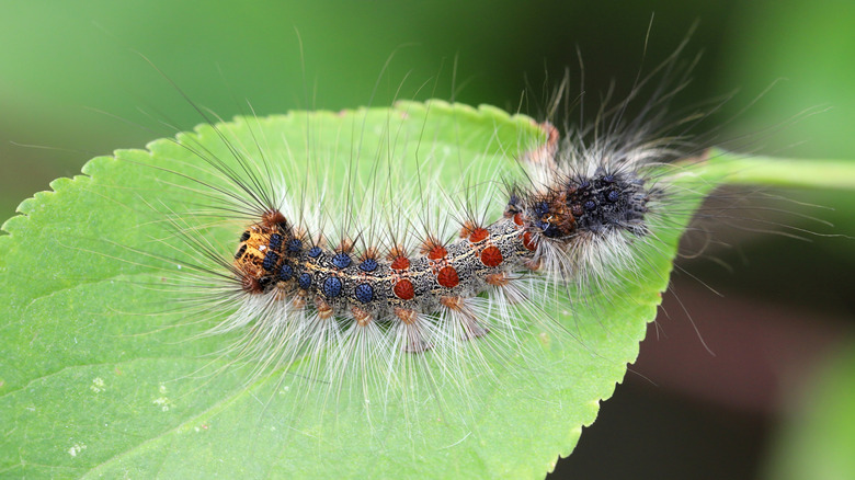Close up of a spongy moth caterpillar crawling on a leaf.