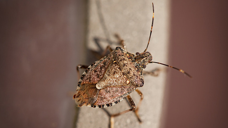 Zoomed in picture of a brown marmorated stink bug.