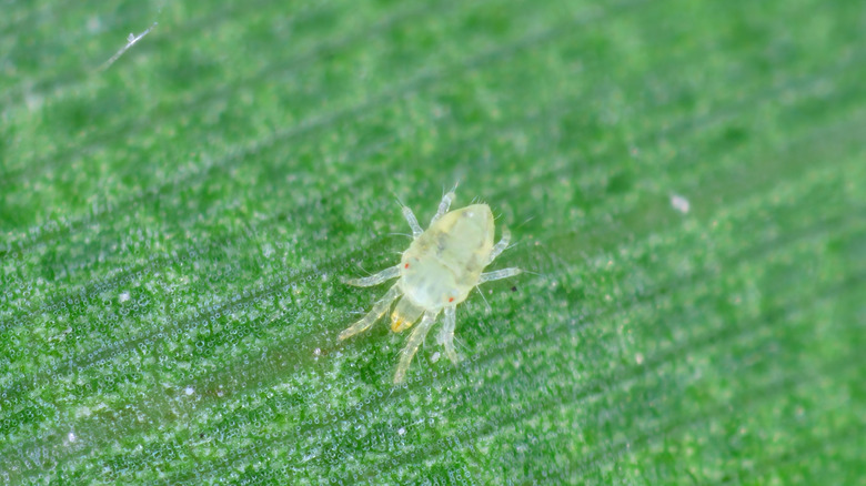 A spider mite walks on a leaf.