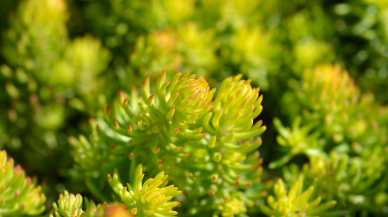 Closeup of greenish yellow and orange Angelina stonecrop leaves