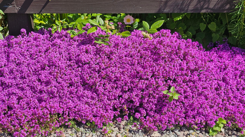 Purple creeping thyme blossoms growing beneath a wood fence