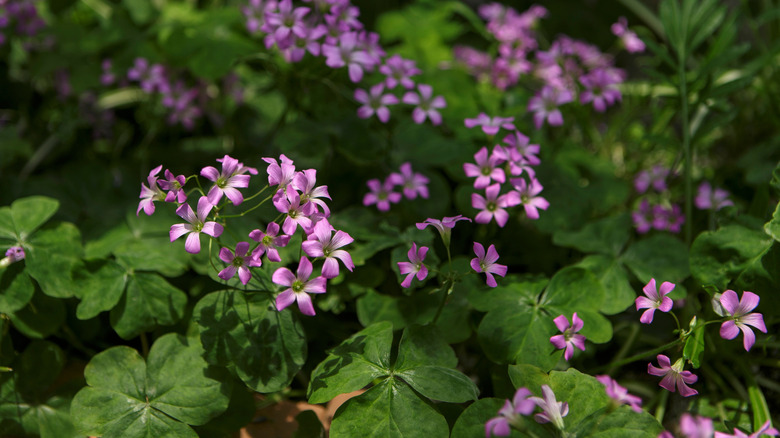 Light purple Drummond's wood sorrel flowers growing among green leaves