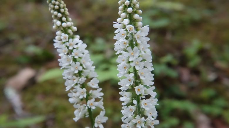 Closeup of white galax stalks