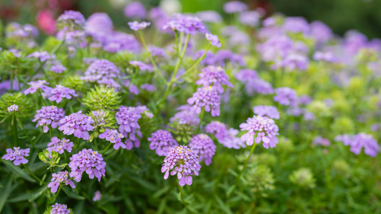 A patch of purple globe candytuft flowers with green foliage