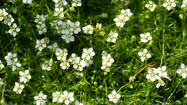 White Irish moss flowers against spiky green foliage