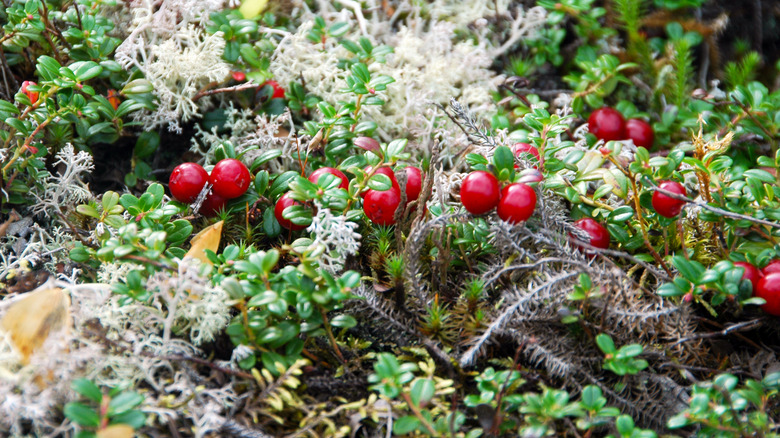 Red partridgeberries against green foliage and moss