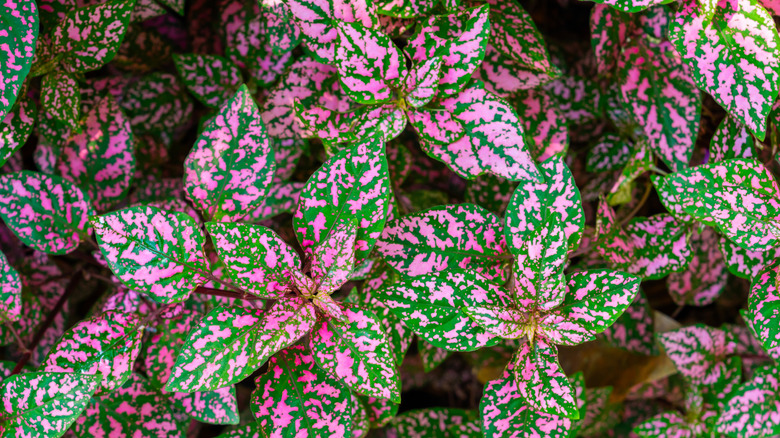Closeup of pink and green polka dot plant foliage