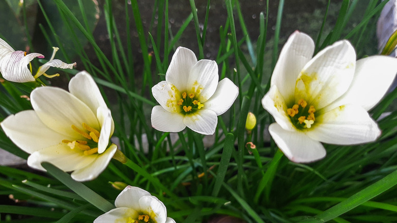 White and yellow rain lilies blooming against grass like green leaves