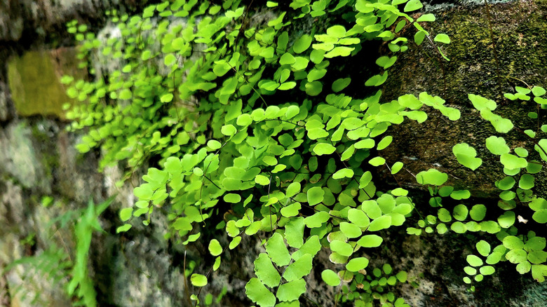 Green southern maidenhair fern growing on a stone wall