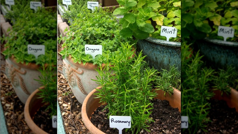 White plastic plant labels identify different herbs in the garden.