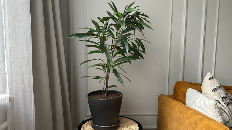 a banana leaf fig tree sits on a small table near a couch and curtains.