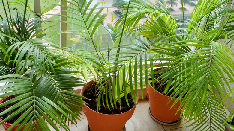 Several Areca palm plants in pots sit on a balcony.