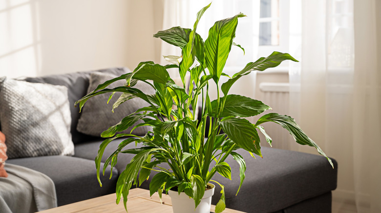 Peace lily sits on a coffee table near a couch.