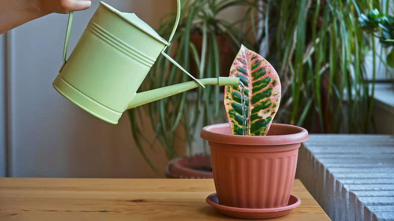 Person waters a young croton plant.