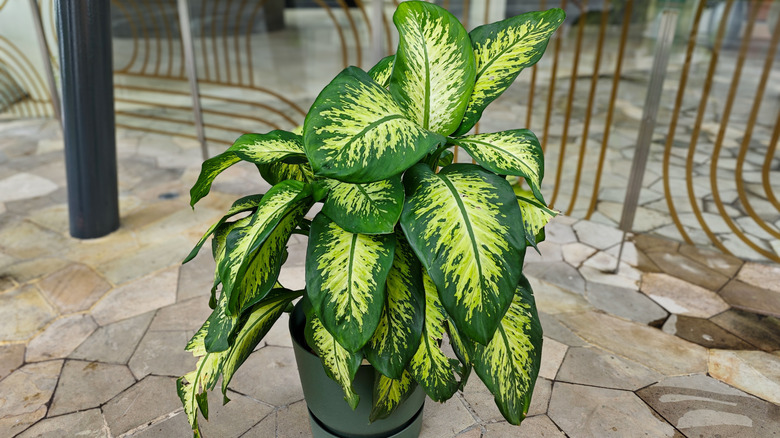 Several dumb canes grow in pots lined up in a row.
