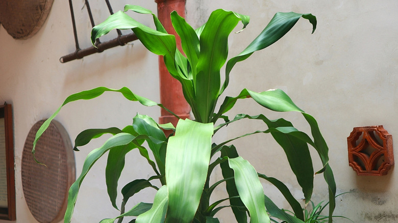 A corn plant grows inside near a wall.