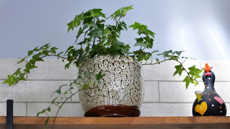 English ivy grows in a pot on a shelf.