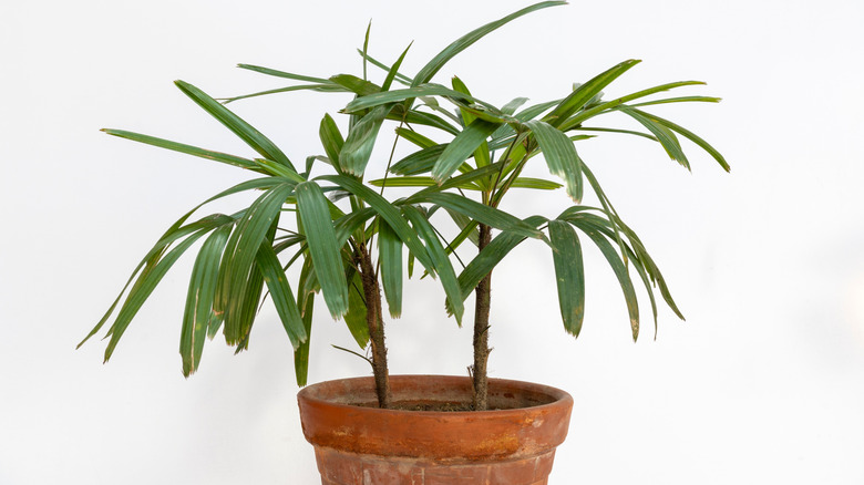 Lady palm plant sits in a clay pot.