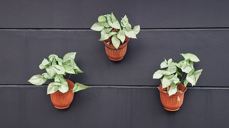Three potted arrowhead vines hang in pots on the wall.
