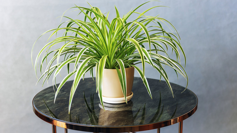 Spider plant sits on a table.