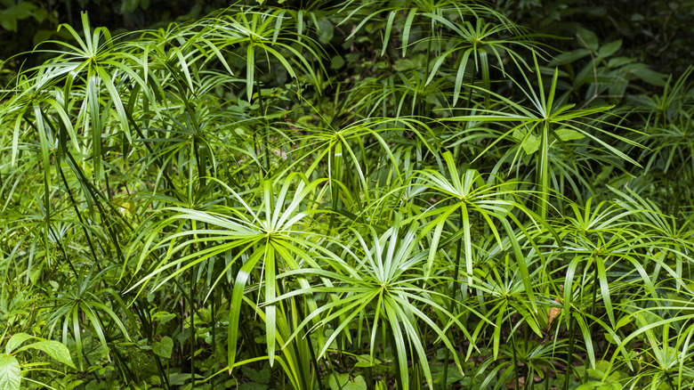 Several umbrella plants growing together.