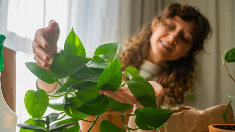 Woman cares for a golden pothos plant.